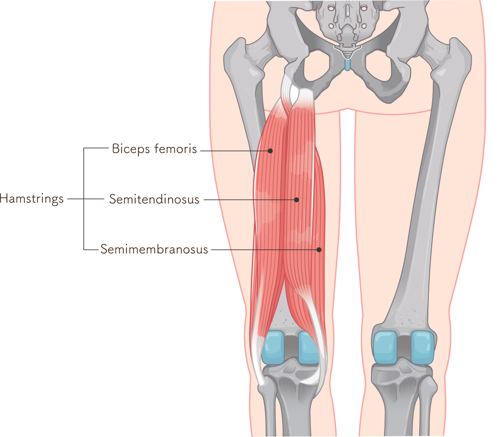 Illustration of the back of the pelvis and upper legs highlighting the hamstring muscle group, with labels for the biceps femoris, semitendinosus, and semimembranosus muscles.