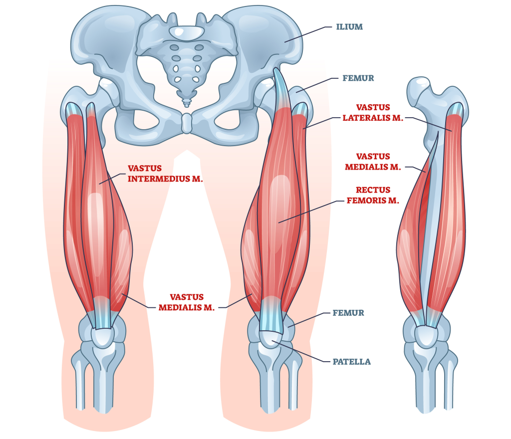 Illustration of the pelvis and upper legs highlighting the quadriceps muscles, with labelled parts including the femur, patella, and individual quadriceps muscles such as rectus femoris and vastus medialis.
